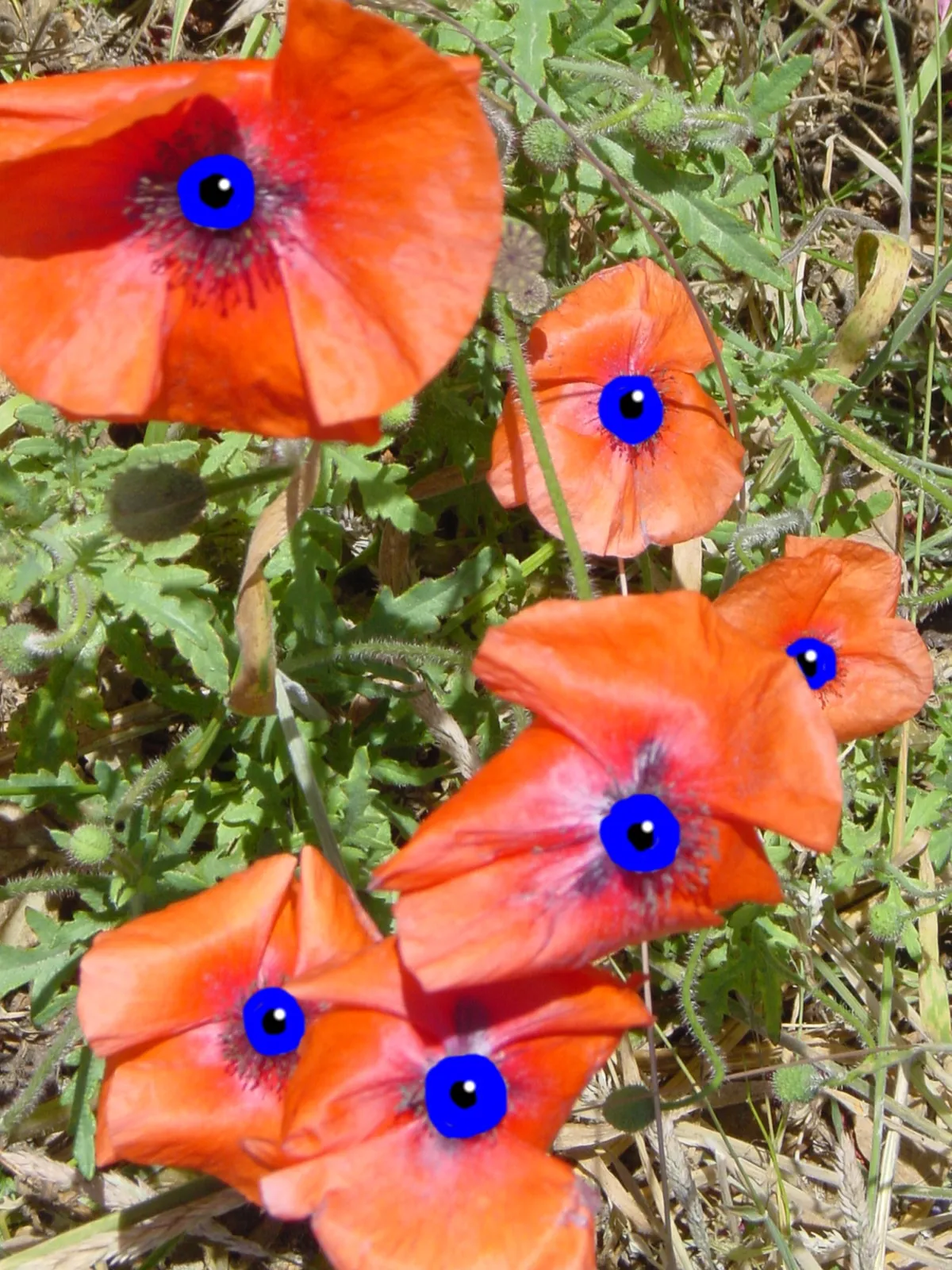 Watch-Mohn